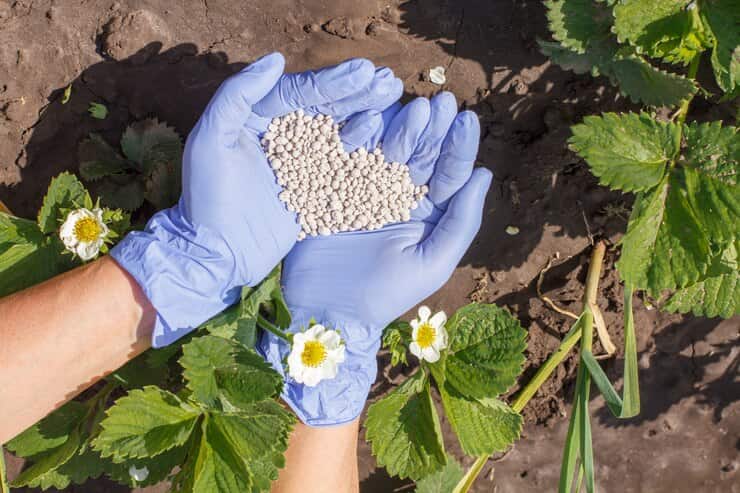 تصویر 3 از قیمت خرید کود سولفات آمونیوم برای گل‌ های آپارتمانی + فروش ویژه